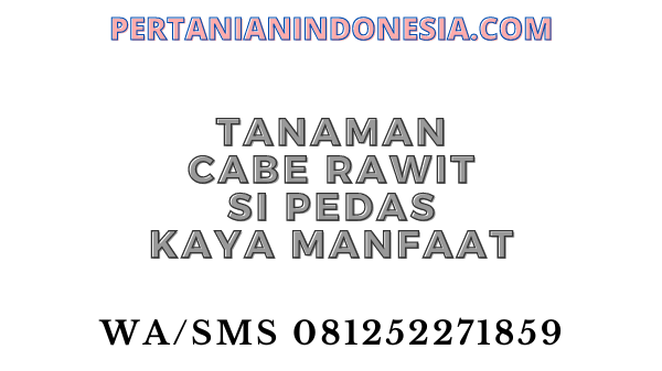 Tanaman Cabe Rawit Si Pedas Kaya Manfaat